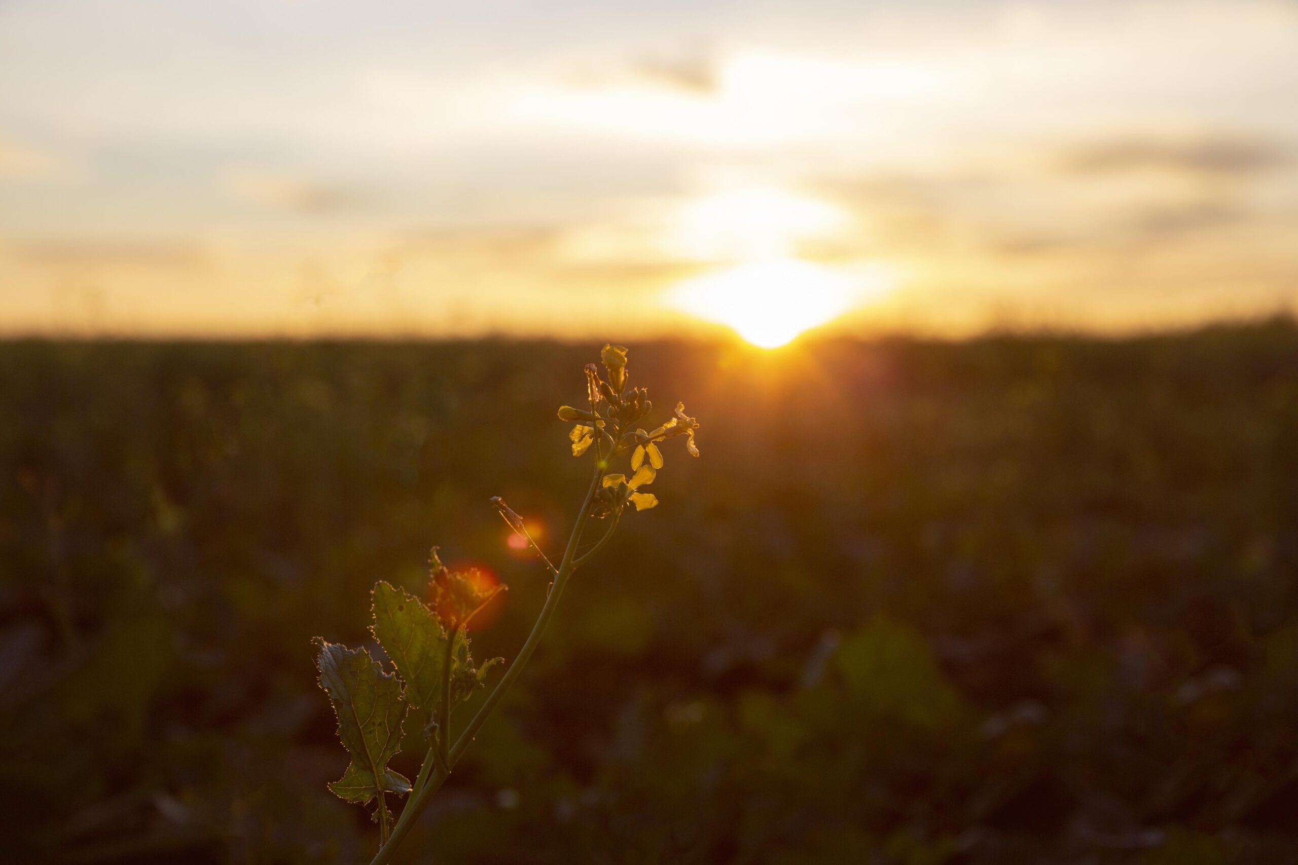 The Power of Mornings: A Reflection on Waking Up Early